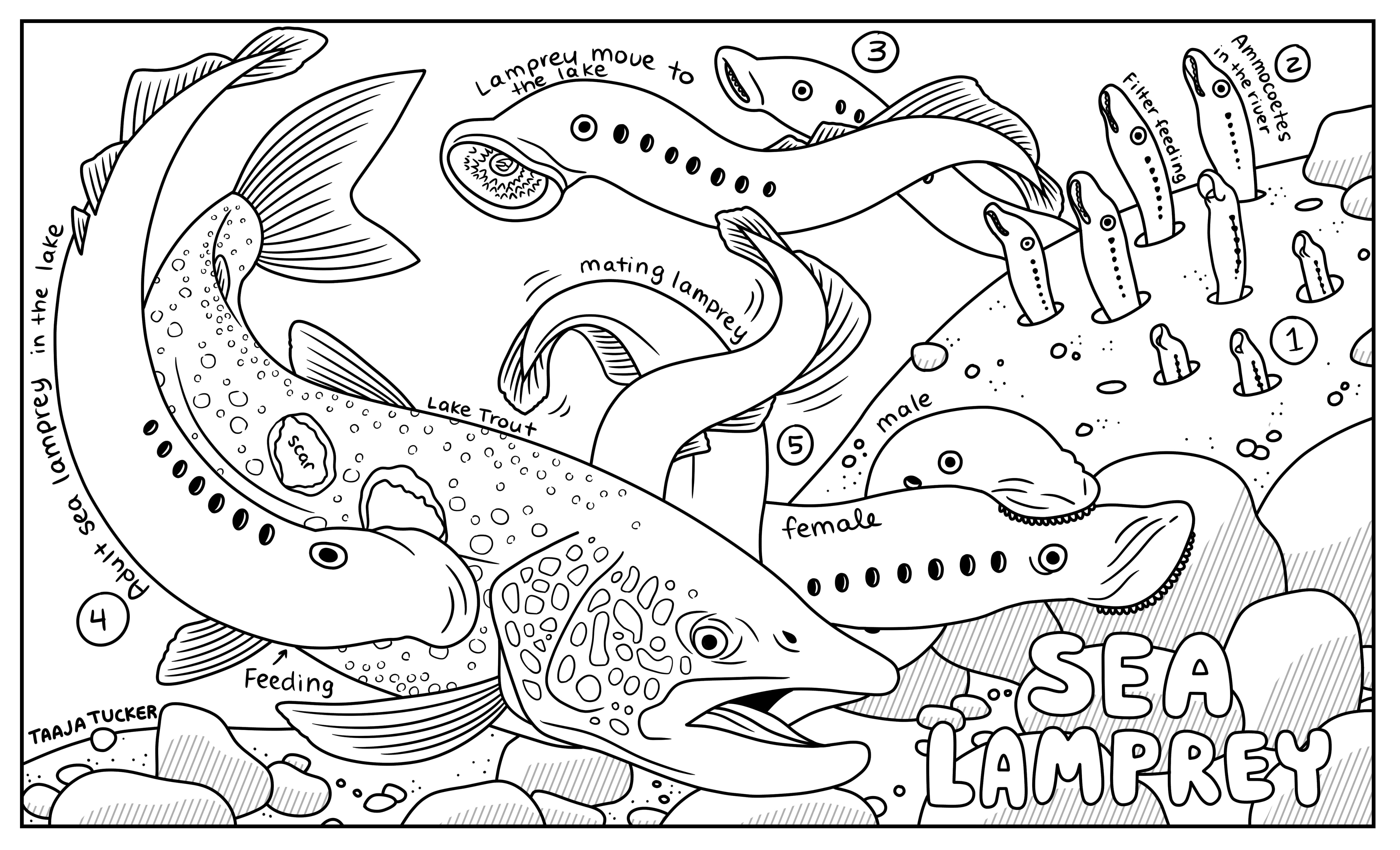 http://taajatucker.com/ColoringSheets/Sea_lamprey_guide.jpg