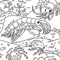 Benthic invertebrate coloring sheet preview