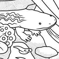 Hellbender Coloring Sheet
