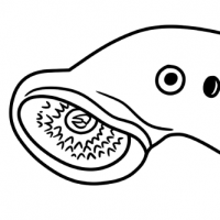 Sea Lamprey coloring sheet