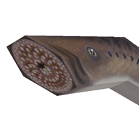 Sea lamprey papercraft