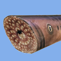Download the simple lamprey papercraft!
