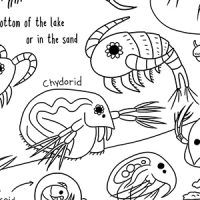 Zooplankton coloring sheet preview