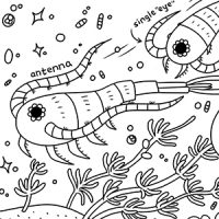 Zooplankton coloring sheet preview