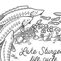 Lake sturgeon life cycle coloring sheet preview