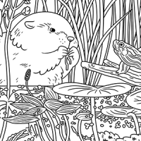 Wetland plants coloring sheet preview