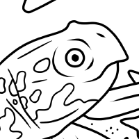 Box Turtle coloring sheet